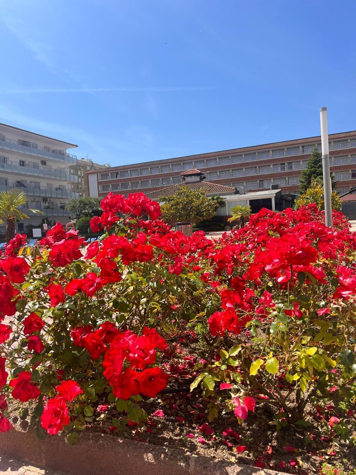 Apartment Apcostas Els Pins Lotus *